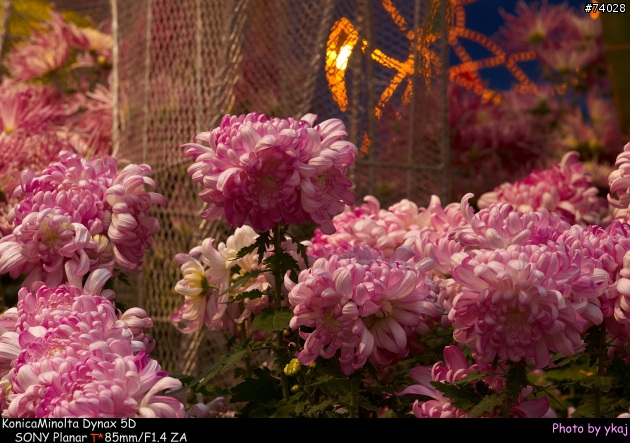 [測試]當α系統新生兒SONY Planar T* 85/1.4 ZA遇上老大哥Minolta 85/1.4G 及 70-200SSM....