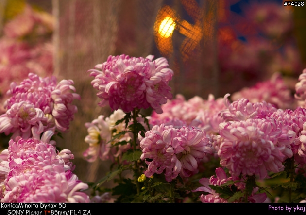 [測試]當α系統新生兒SONY Planar T* 85/1.4 ZA遇上老大哥Minolta 85/1.4G 及 70-200SSM....