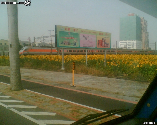 台糖農地..向日葵花海