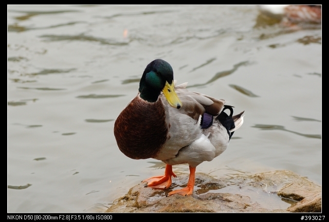 [分享]Nikon 小黑二