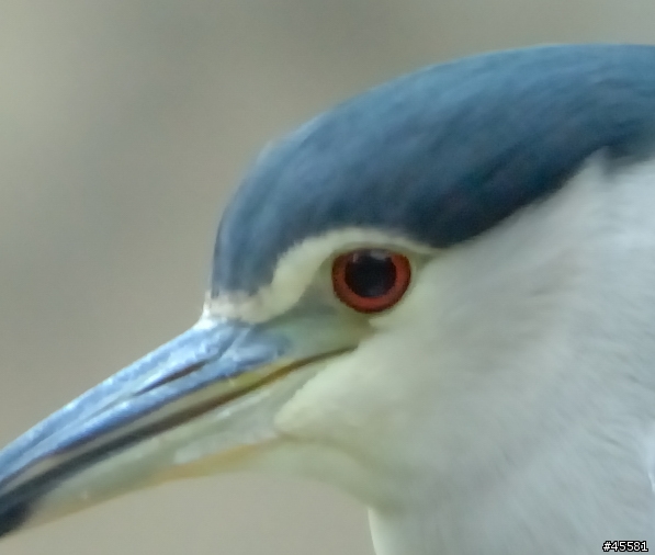 Nikon 300mm F/2.8 EDII 加2X增倍鏡