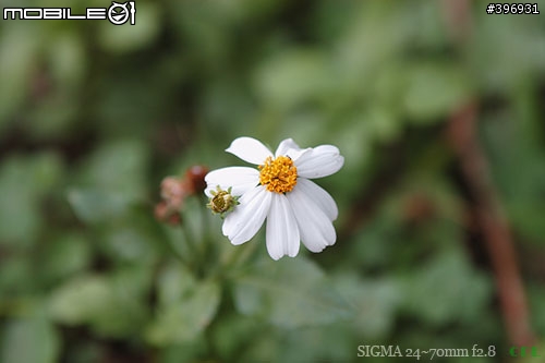 [分享]Sigma 24~70mm f2.8
