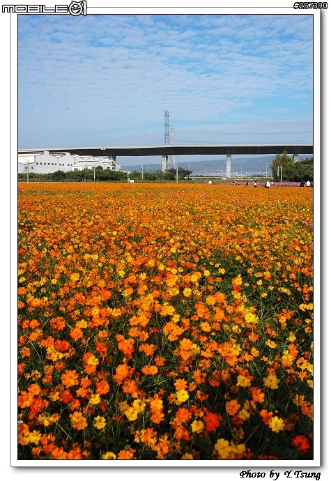 和美交流道旁的大波斯菊田