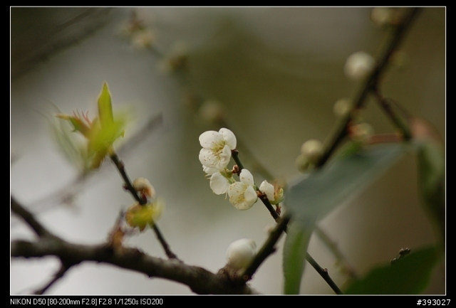 [分享]Nikon 小黑二