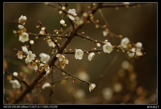 [分享]Nikon 小黑二