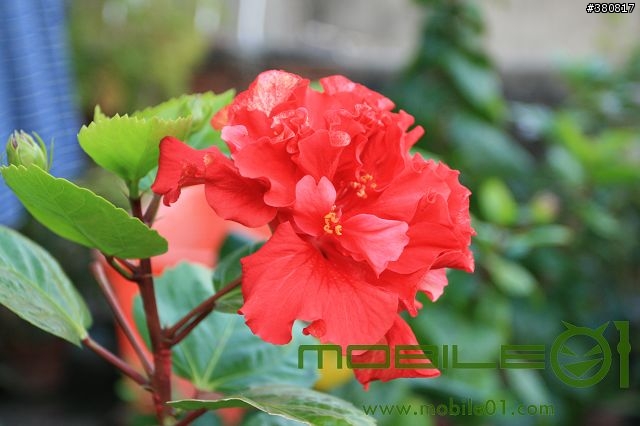 [分享]Canon 400D+17-40 L 入手  [附上高鐵左營站夜拍]
