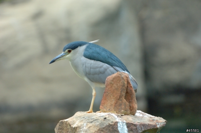 Nikon 300mm F/2.8 EDII 加2X增倍鏡
