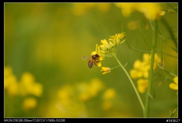 [分享]Nikon 小黑二