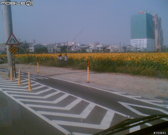 台糖農地..向日葵花海