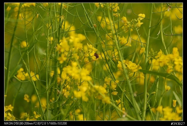 [分享]Nikon 小黑二