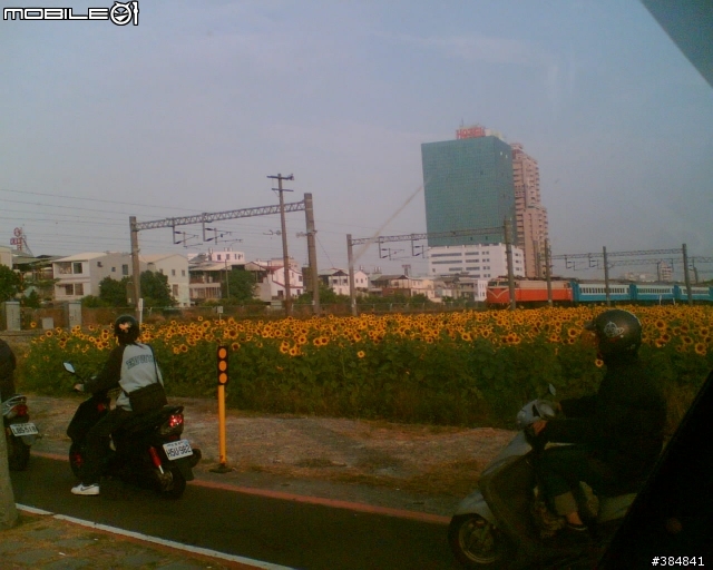 台糖農地..向日葵花海
