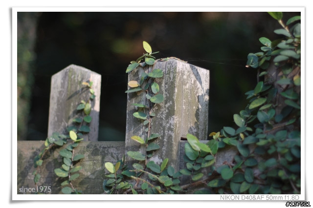 〔分享〕D40＋50mm 1.8 D歡迎同好來貼圖
