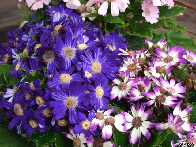 f31拍出的照片....