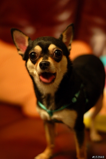 Nikon D50+50mm F1.8D試拍Chihuahua妞妞 歡迎共同討論~但僅限於使用50mm F1.8D拍狗狗作品以正標題喔!!