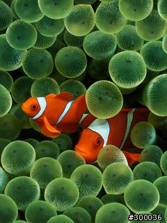 不錯看的背景---小丑魚