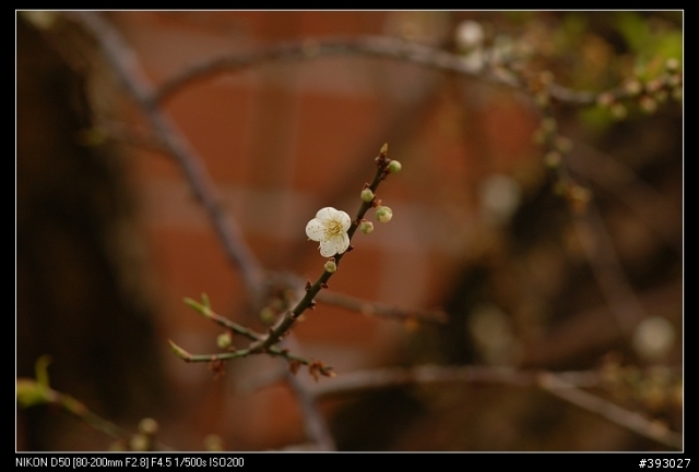 [分享]Nikon 小黑二