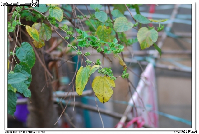 〔分享〕 NIKON AF 180mm F2.8 試拍
