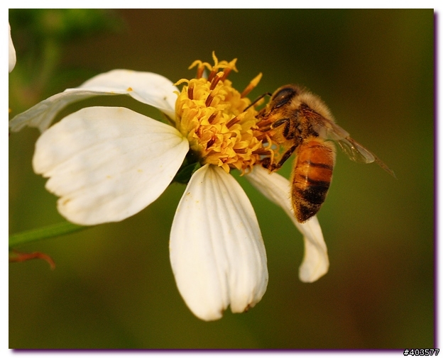 sigma 150 macro 試拍