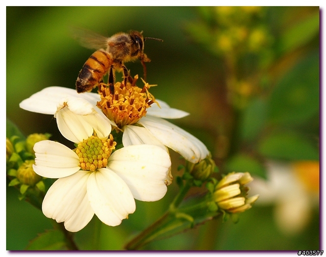 sigma 150 macro 試拍