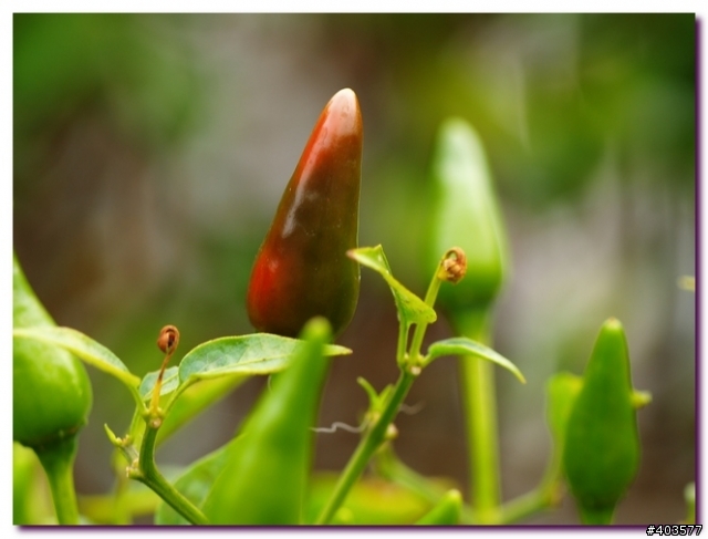sigma 150 macro 試拍