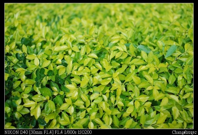 [分享]D40+SIGMA 30/F1.4 新手分享