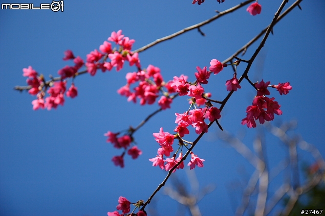 EF-S 17-55MM 2.8 IS 使用心得報告