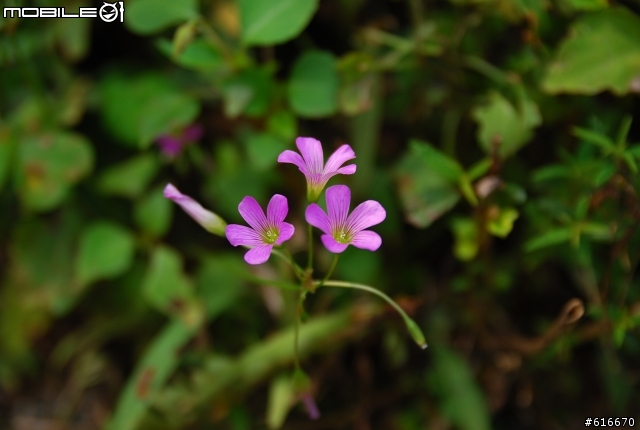 梅花湖