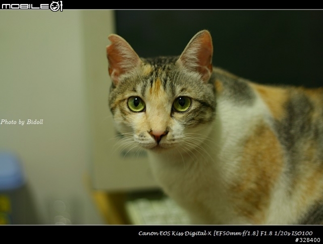 [分享]敗入400D,把貓咪當Model