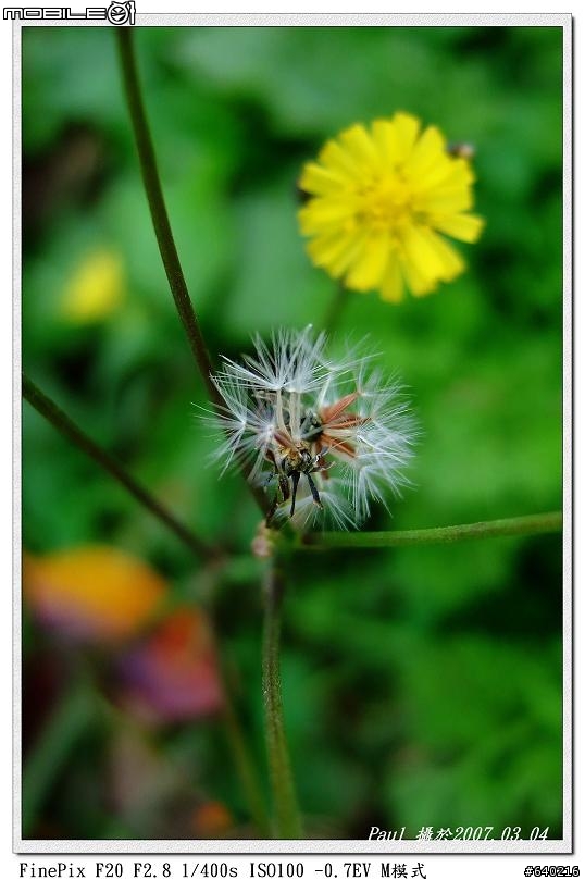Fujifilm F20入手試拍