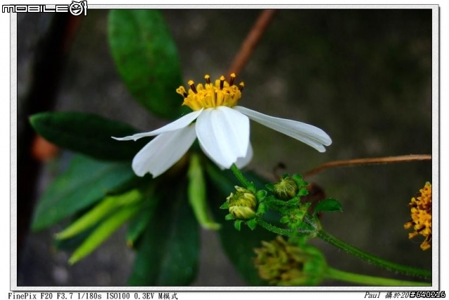 Fujifilm F20入手試拍