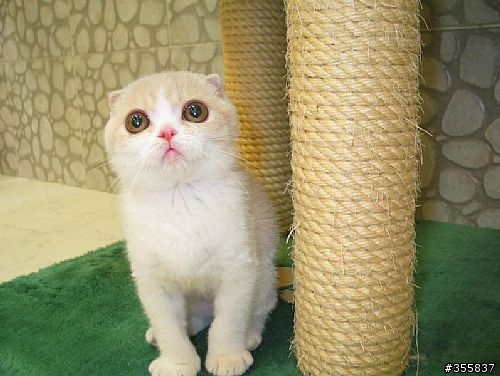 朋友寄給我的,大家知道這是什麼品種的貓嗎?超級CUTE