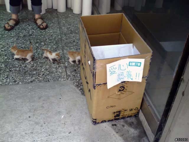 [求助認養]三隻黃色小貓等待新主人