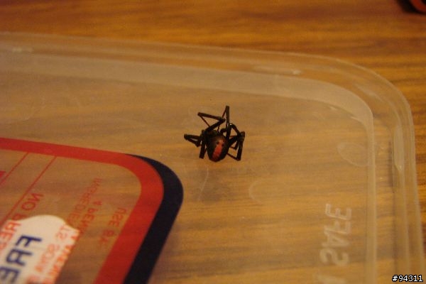 [有圖] Oh my god!! 我竟然見到紅背蜘蛛(red back) 在我家後院~~!!好有野性的澳洲喔