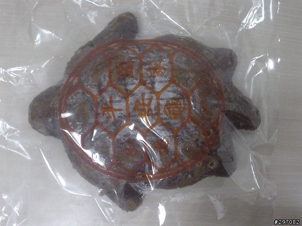 元宵節金龜