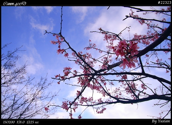 [400D] 櫻花