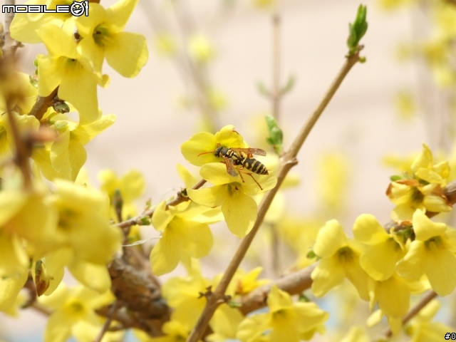 3.26日新作：一组微距拍摄的花。