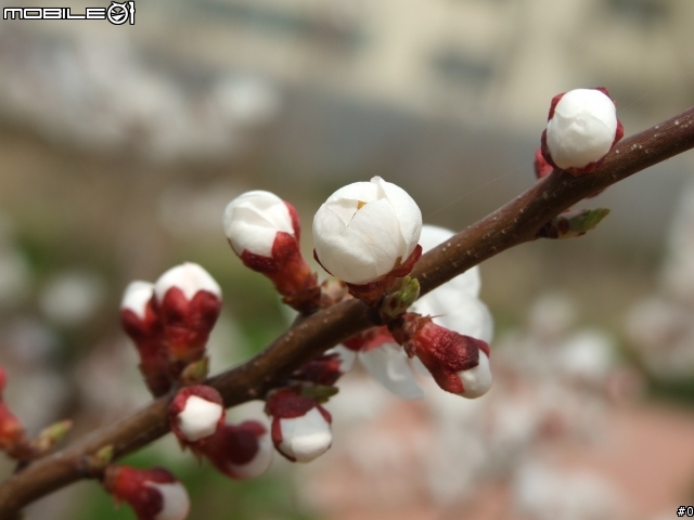 3.26日新作：一组微距拍摄的花。