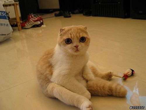 朋友寄給我的,大家知道這是什麼品種的貓嗎?超級CUTE