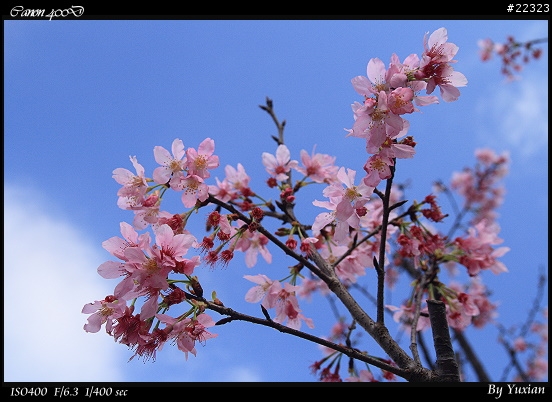 [400D] 櫻花