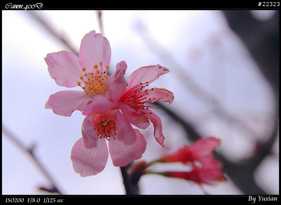 [400D] 櫻花
