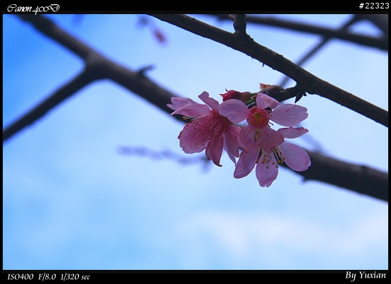 [400D] 櫻花