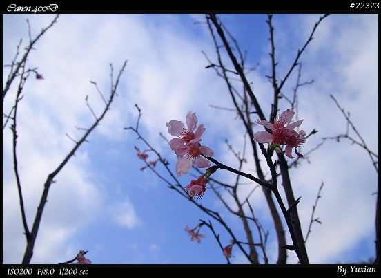 [400D] 櫻花