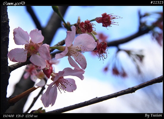 [400D] 櫻花