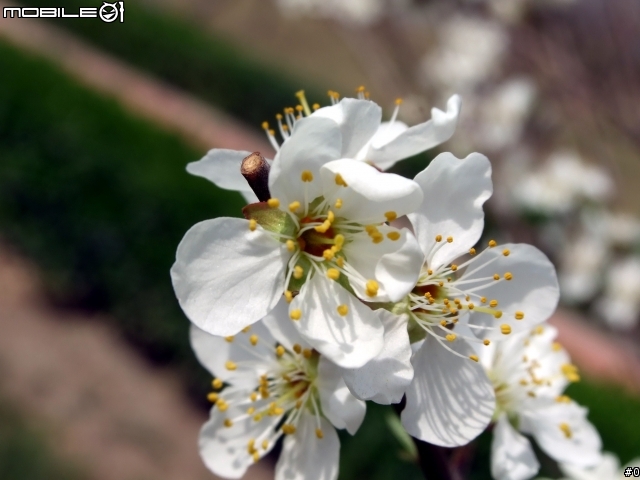 3.26日新作：一组微距拍摄的花。
