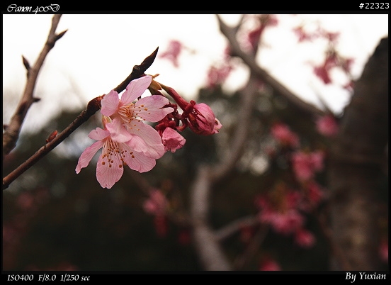 [400D] 櫻花