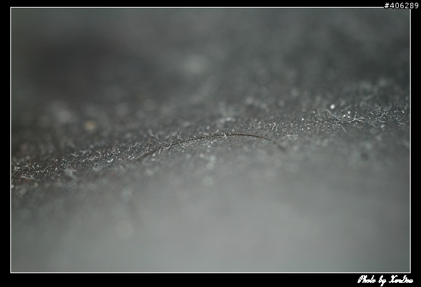[開箱]SIGMA 50mm F2.8 DG MACRO入手!