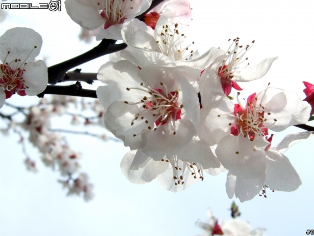 3.26日新作：一组微距拍摄的花。