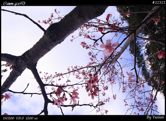 [400D] 櫻花
