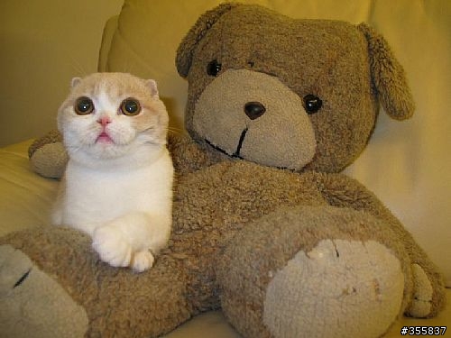 朋友寄給我的,大家知道這是什麼品種的貓嗎?超級CUTE