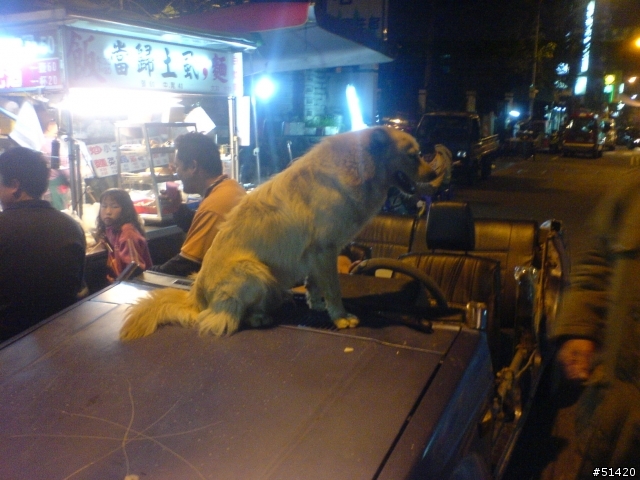 全台唯一的未來式敝蓬車.....